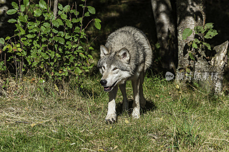 灰狼或灰狼(Canis lupus)，简称狼，是犬科动物中最大的野生成员。